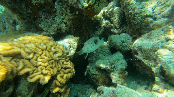 Pufferfish - Black-spotted Puffer