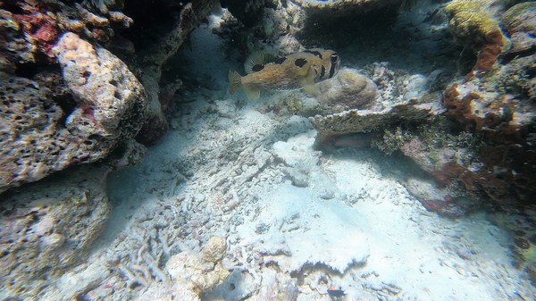 Porcupinefish - Black-blotched Porcupinefish