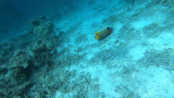 Angelfish - Blue-faced Angelfish