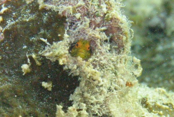 Blennies - Papillose Blenny