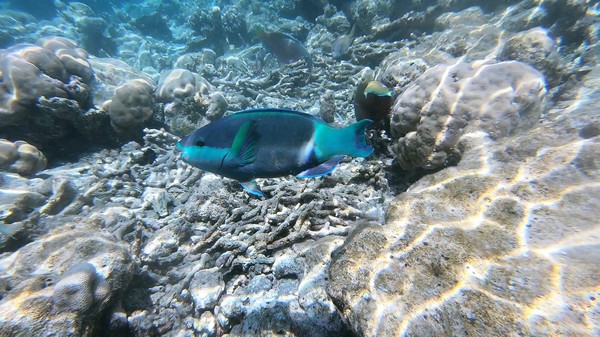 Parrotfish - Bridled Parrotfish