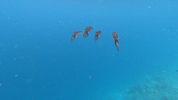 Squid - Reef Squid