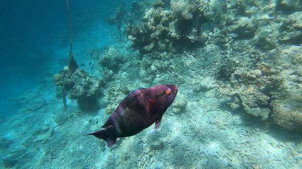 Parrotfish - Swarthy Parrotfish