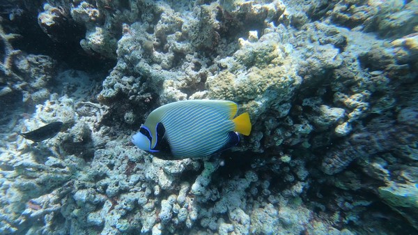 Angelfish - Emperor Angelfish