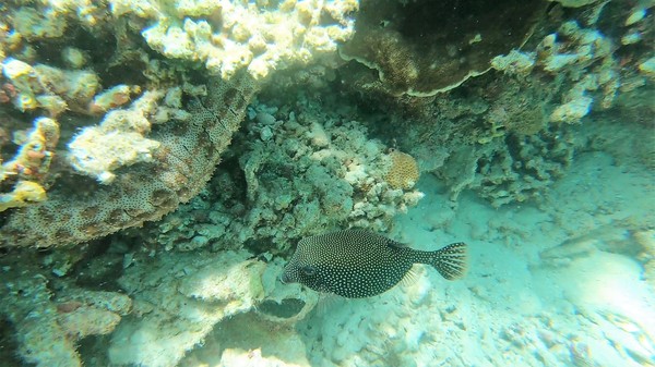 Trunkfish - Whitespotted Boxfish