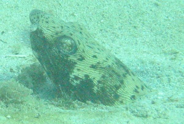 Snake Eels - Spotted Snake Eel