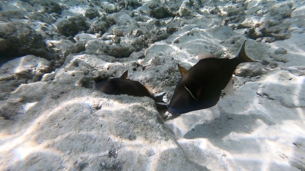 Triggerfish - Flagtail Triggerfish