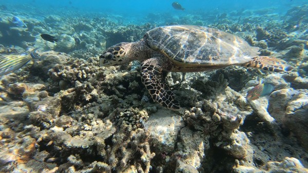 Turtle - Hawksbill Turtle