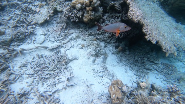 Snappers - Humpback Snapper