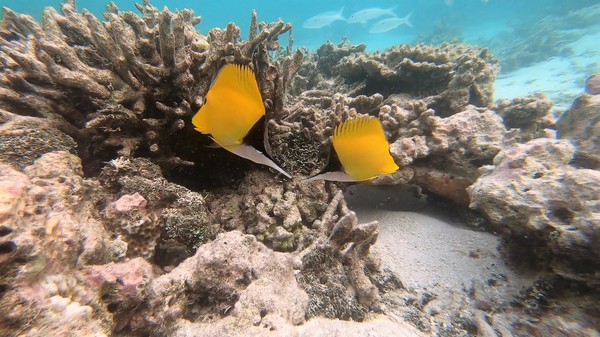 Butterflyfish - Longnose Butterflyfish