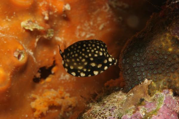 Trunkfish - Smooth Trunkfish