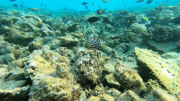 Butterflyfish - Scrawled Butterflyfish