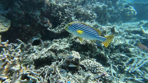 Grunts - Indian Ocean Oriental Sweetlips