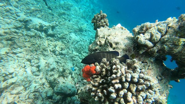 Groupers - Peacock Grouper