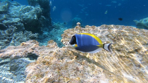 Surgeonfish - Powder Blue