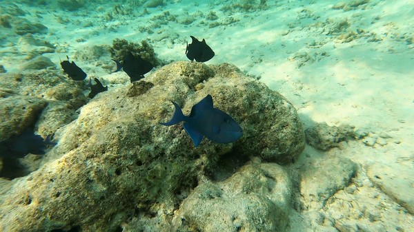 Triggerfish - Redtooth Triggerfish