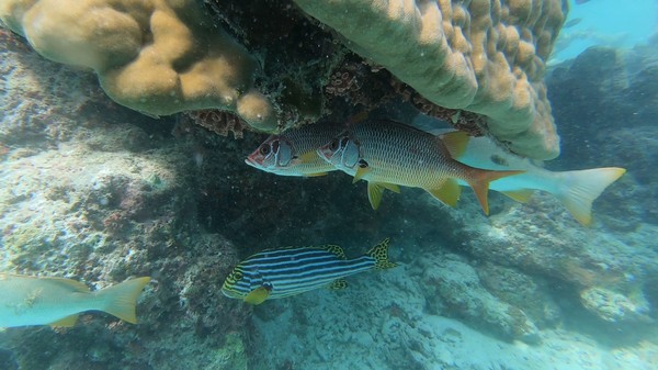 Squirrelfish - Long-jawed Squirrelfish