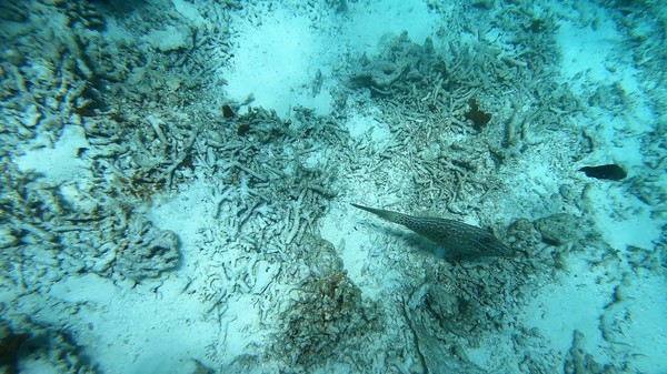 Filefish - Scrawled Filefish