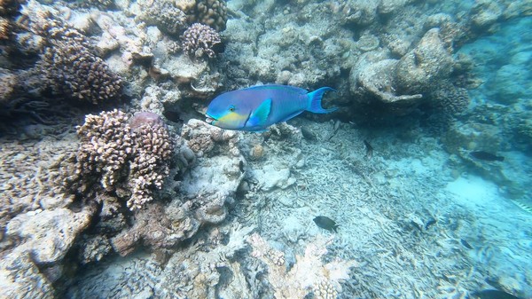 Parrotfish - Indian Ocean Steephead Parrotfish