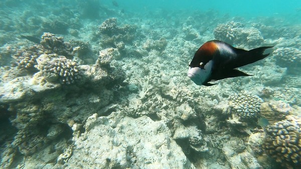 Wrasse - Slingjaw Wrasse