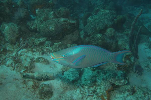 Parrotfish - Queen Parrotfish Parrotfish - Queen Parrotfish