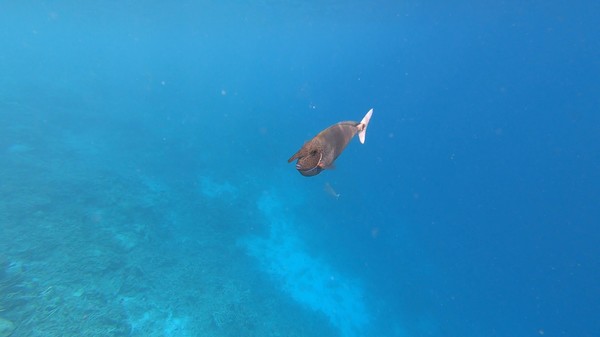 Surgeonfish - Spotted Unicornfish