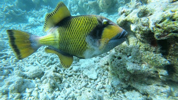 Triggerfish - Titan Triggerfish