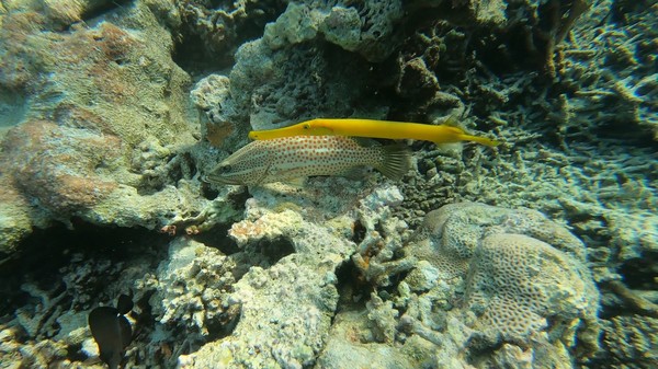 Trumpetfish - Golden Trumpetfish