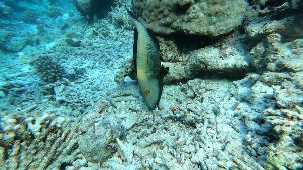 Parrotfish - Bicolour Parrotfish