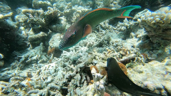 Parrotfish - Bicolour Parrotfish