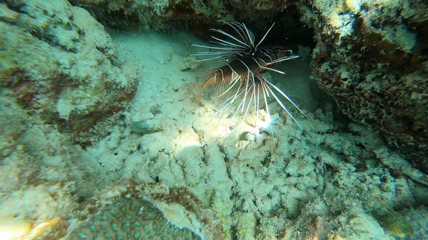 Lionfish - Clearfin Lionfish