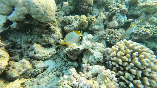 Butterflyfish - Yellowhead Butterflyfish