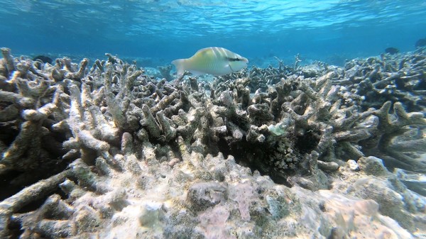 Parrotfish - Fivesaddle Parrotfish