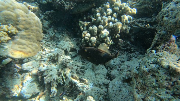Filefish - Barred Filefish