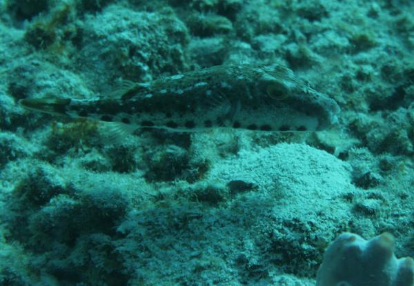 Pufferfish - Bandtail Puffer