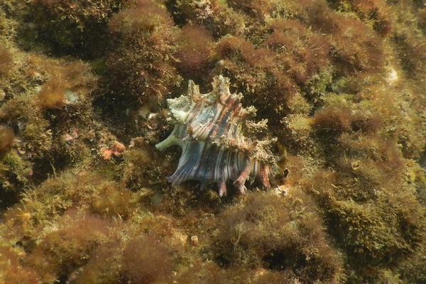 Sea Snails - Prince Murex Sea Snails - Prince Murex