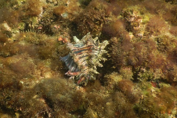 Sea Snails - Prince Murex Sea Snails - Prince Murex