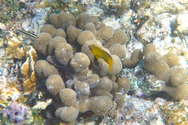 Damselfish - Threespot Damselfish