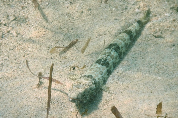 Lizardfish - Sand Diver