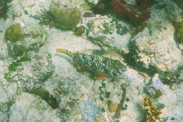 Parrotfish - Yellowtail Parrotfish