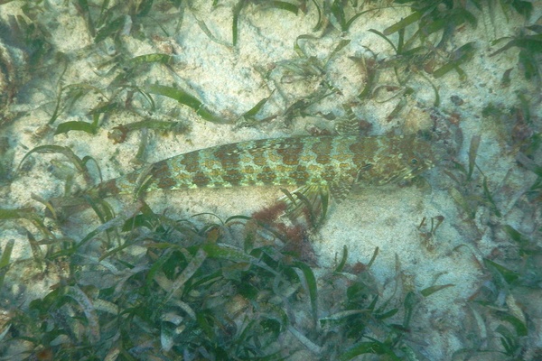 Lizardfish - Blue-striped Lizardfish