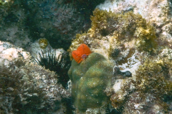 Nudibranch - Christmas tree worm