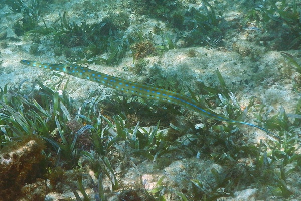 Trumpetfish - Cornetfish