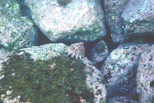 Sea Snails - Unguis Turban Sea Snails - Unguis Turban
