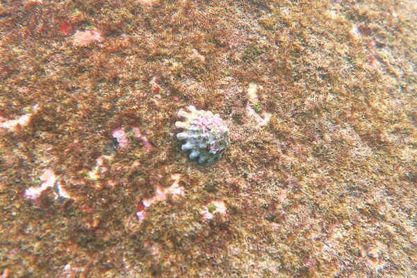 Sea Snails - Unguis Turban Sea Snails - Unguis Turban