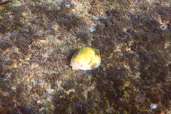 Sea Snails - Thais Dog Winkle Sea Snails - Thais Dog Winkle