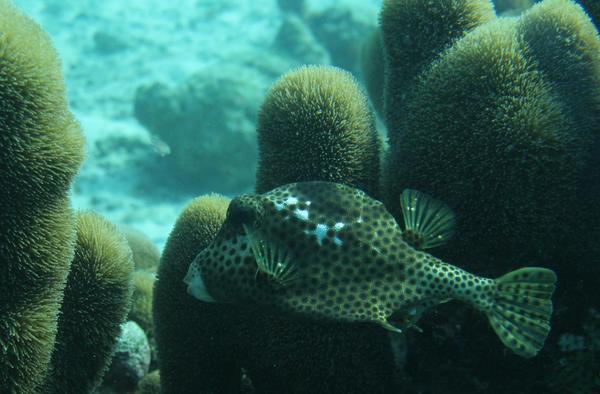 Trunkfish - Spotted Trunkfish