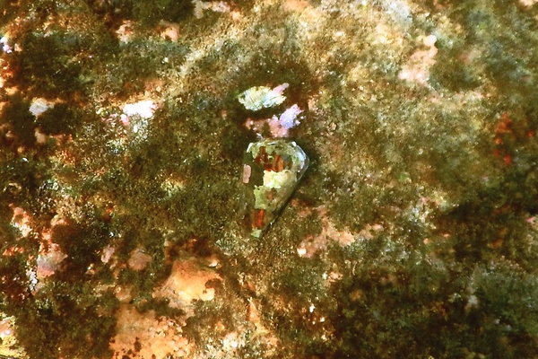 Sea Snails - Prince Cone Snail Sea Snails - Prince Cone Snail