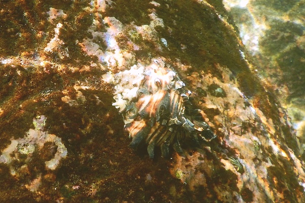 Sea Snails - Radish Murex Sea Snails - Radish Murex