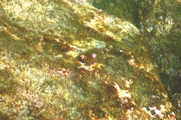 Sea Snails - Banded Tooth Latirus